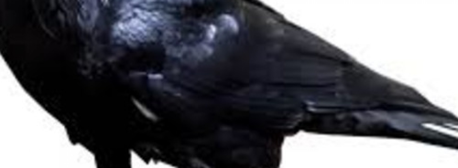 Dj Shiyam: Talking Raven (LQ Snipped)
