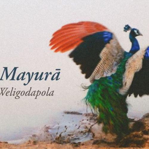 New Music : Nadika Weligodapola – Rana Mayurā (Official Audio)